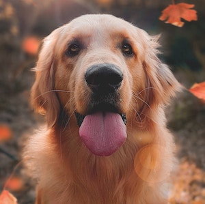 A cute dog